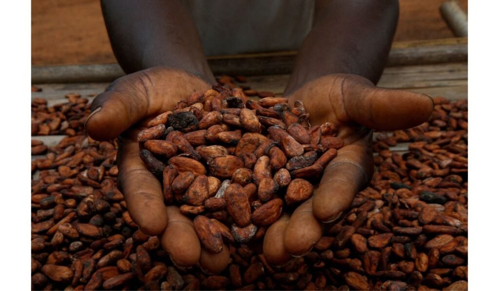 Cocoa Prices Surge Alternatives