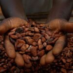 Cocoa Prices Surge Alternatives