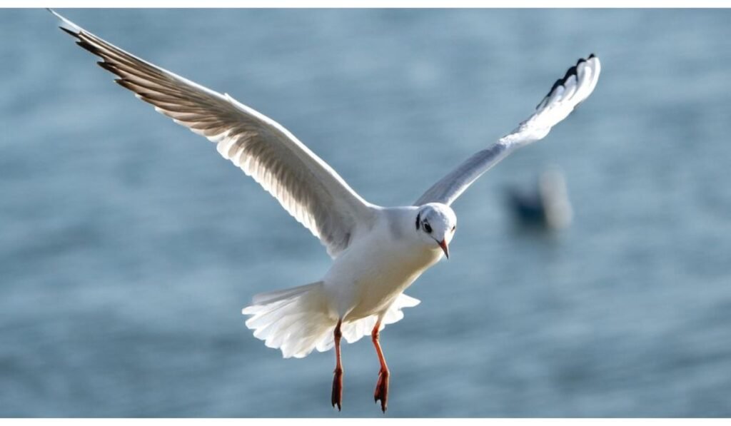 Seagulls Charismatic Image