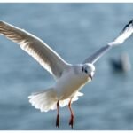 Seagulls Charismatic Image