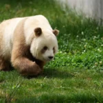 Pandas' Color Mystery Decoded