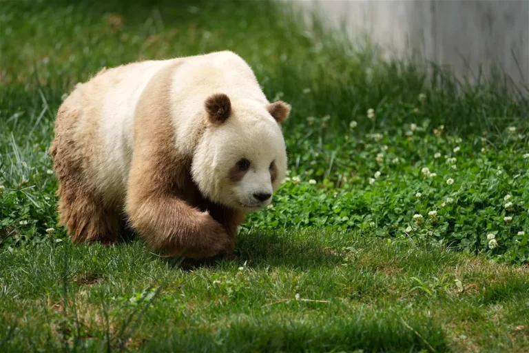 Pandas' Color Mystery Decoded