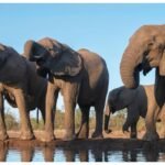 Botswana Elephant Relocation