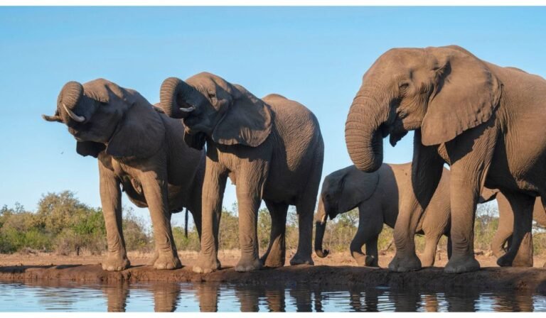 Botswana Elephant Relocation