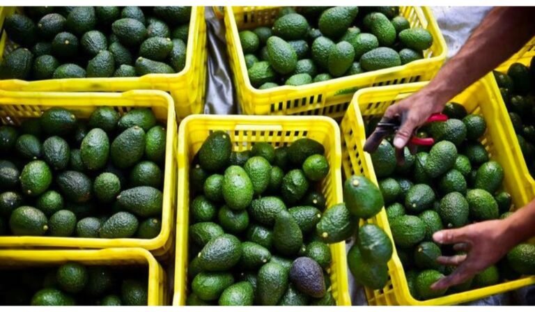 Morocco's Avocado Exports Record