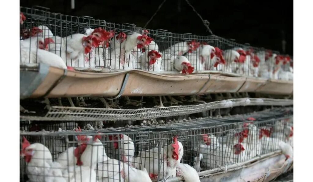 Philippines poultry ban