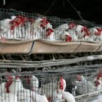 Philippines poultry ban