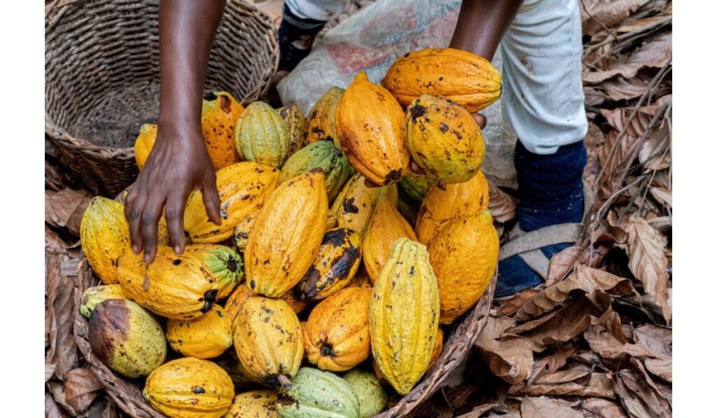 Cocoa supply crisis