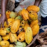 Cocoa supply crisis