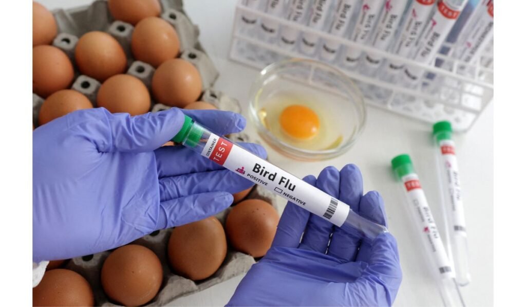 Gabon bird flu