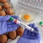 Gabon bird flu